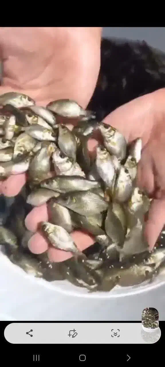 انواع بچه ماهی کپور امور ازاد فیتوفاک بیگهد|ماهی|آمل, |دیوار