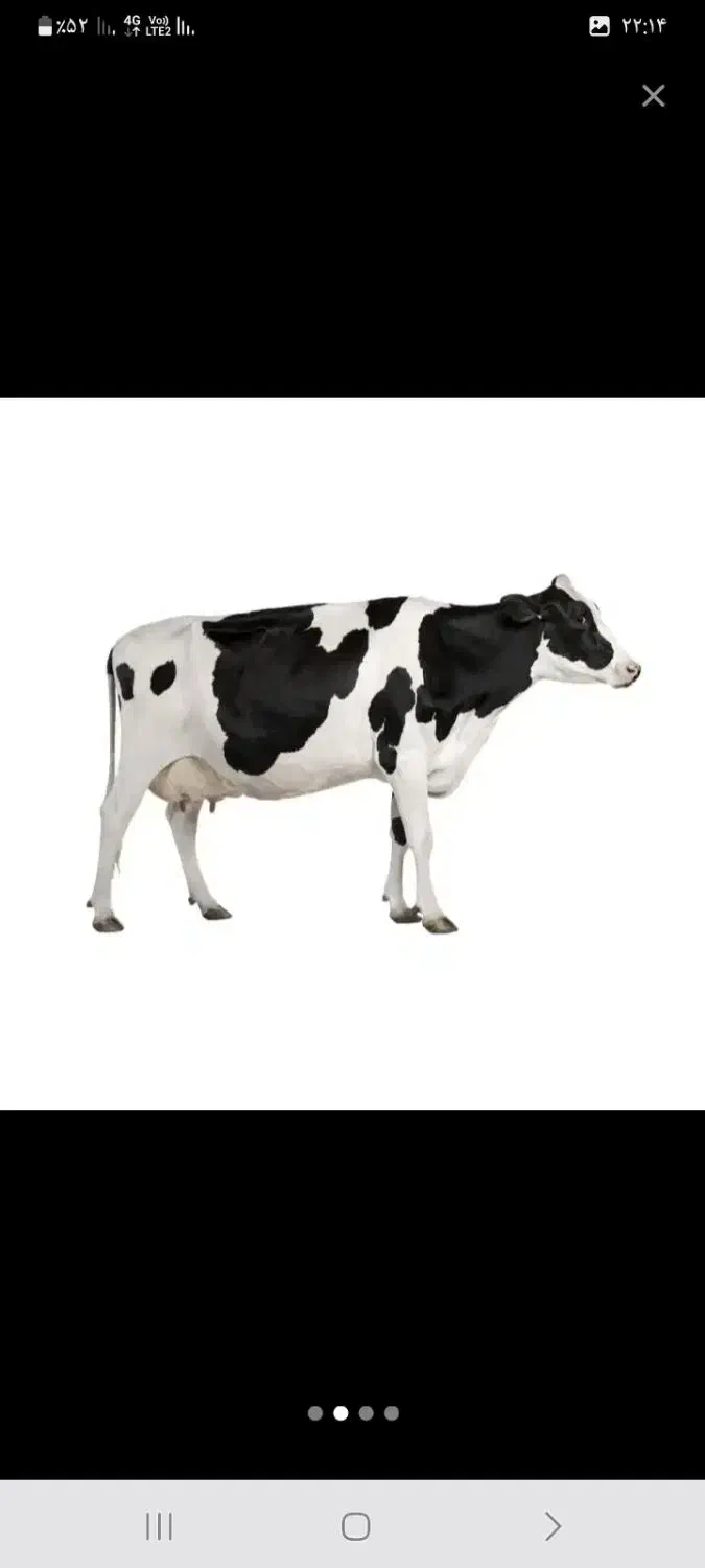 گاو شیری|حیوانات مزرعه|چرام, |دیوار