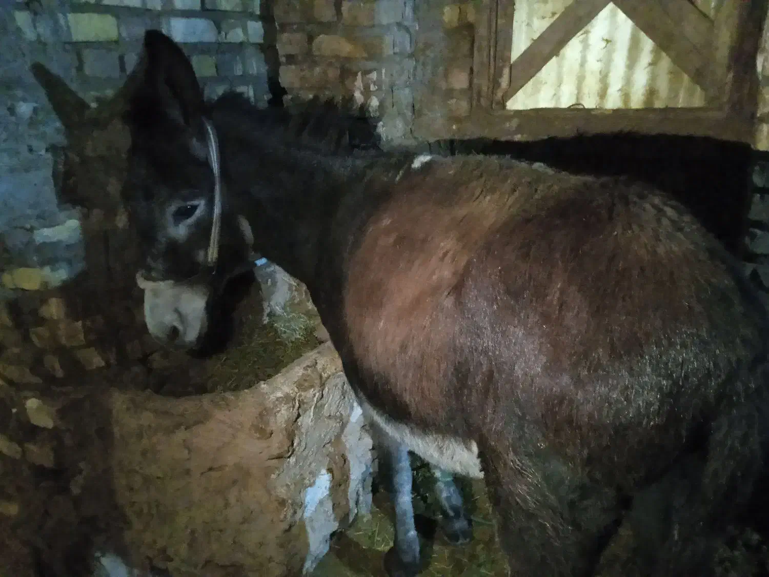 خرجوان|حیوانات مزرعه|ایجرود, |دیوار