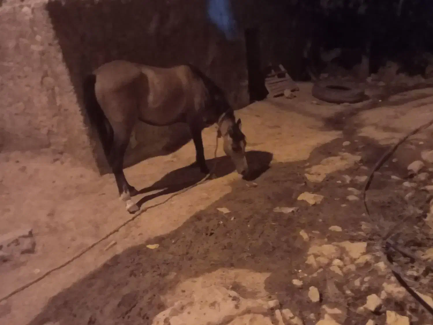 نوزین|اسب و تجهیزات اسب‌سواری|یاسوج, |دیوار