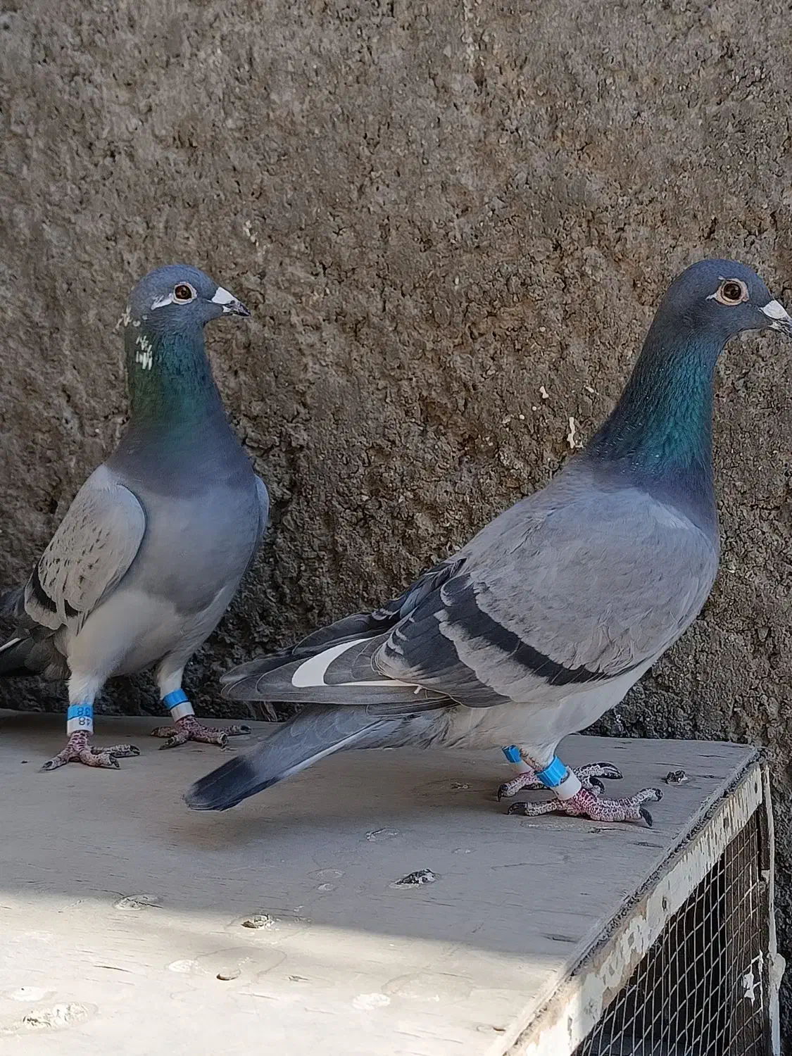 کبوتر المانی و کرمانی|پرنده|زاهدان, |دیوار