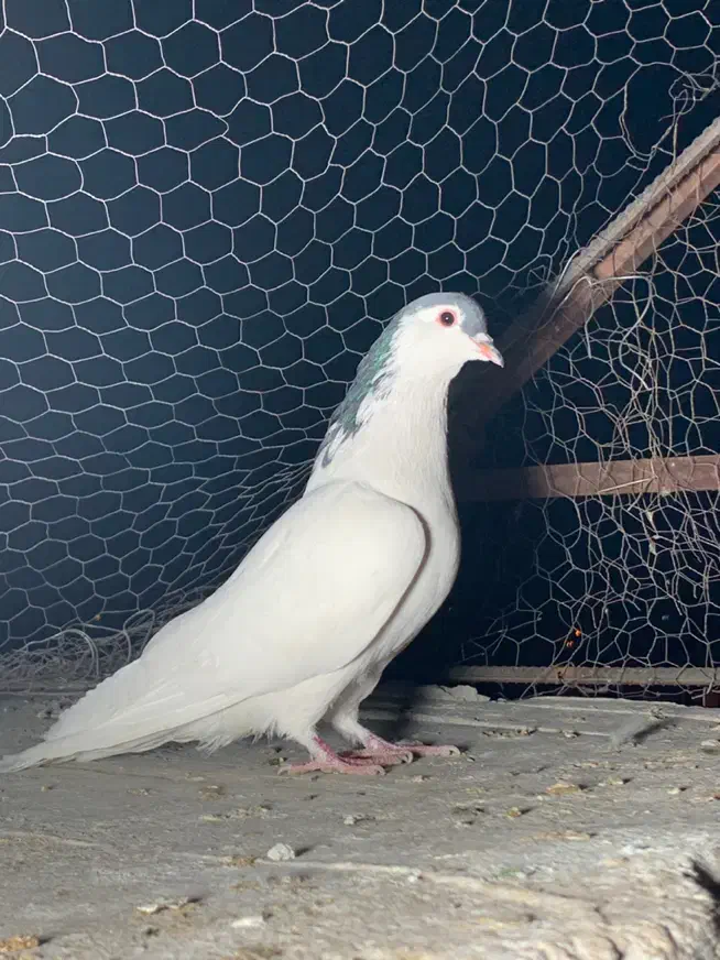 نر یال سیاه|پرنده|کرمان, |دیوار