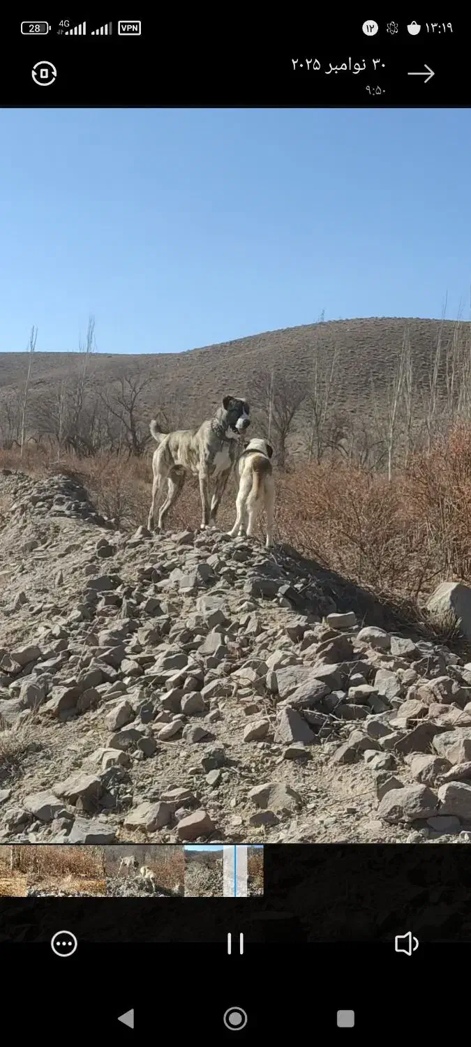 سگ نگهبان خراسان افغان 22ماهه|سگ|بیرجند, |دیوار