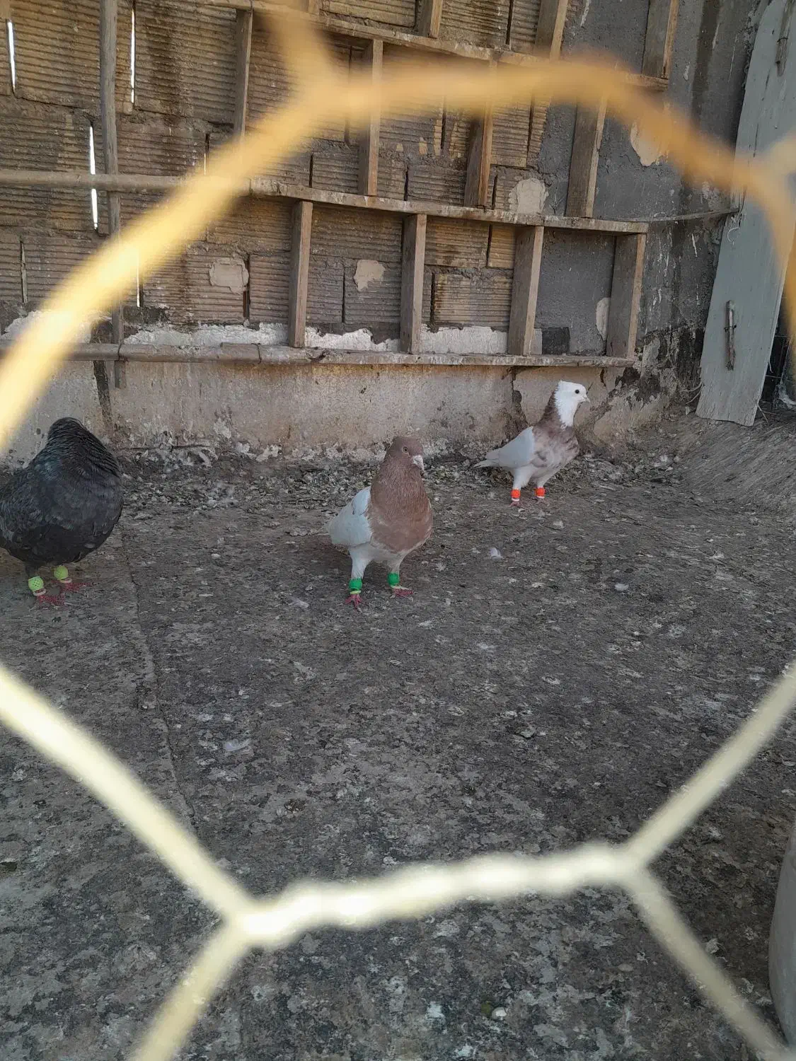 کبوتر|پرنده|شوشتر, |دیوار