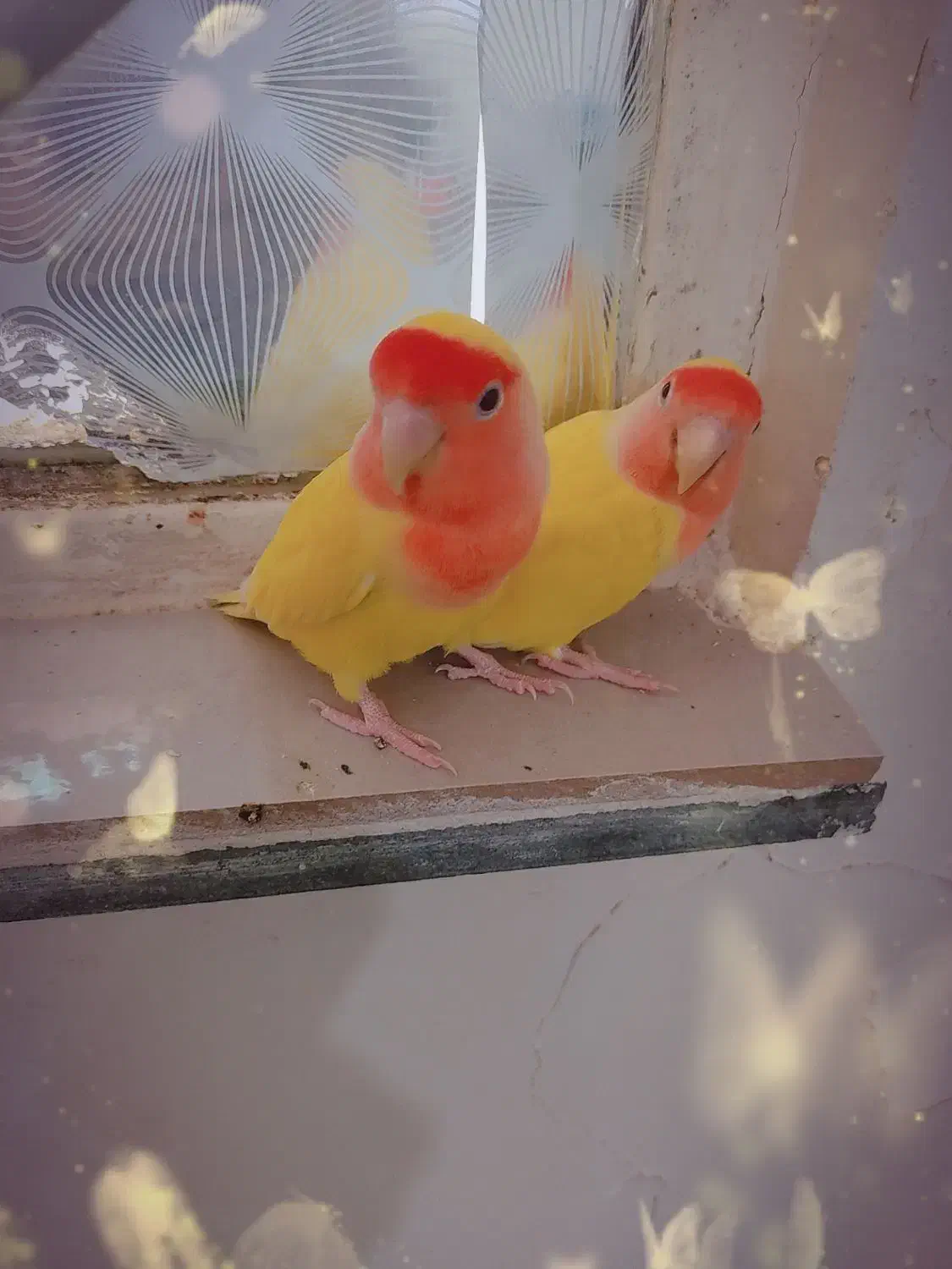 طوطی برزیلی|پرنده|اهواز, کوی صادقیه|دیوار