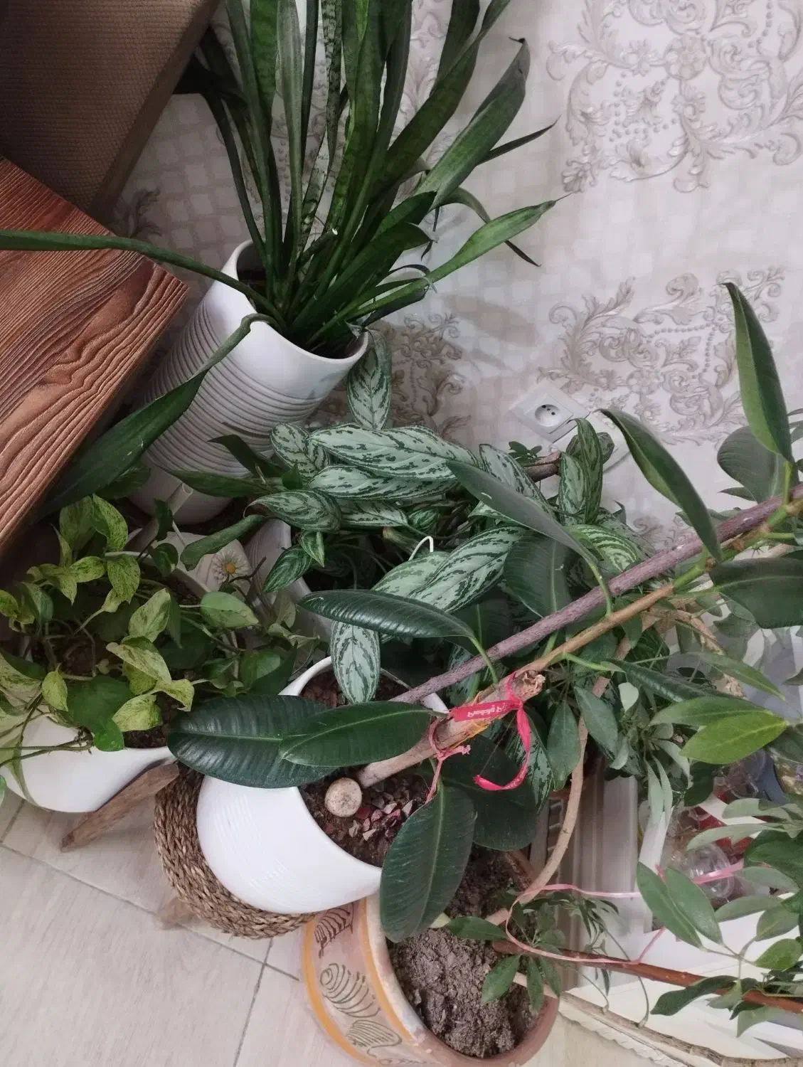 تعدادی گل و گیاه|گل و گیاه طبیعی|کرمانشاه, |دیوار