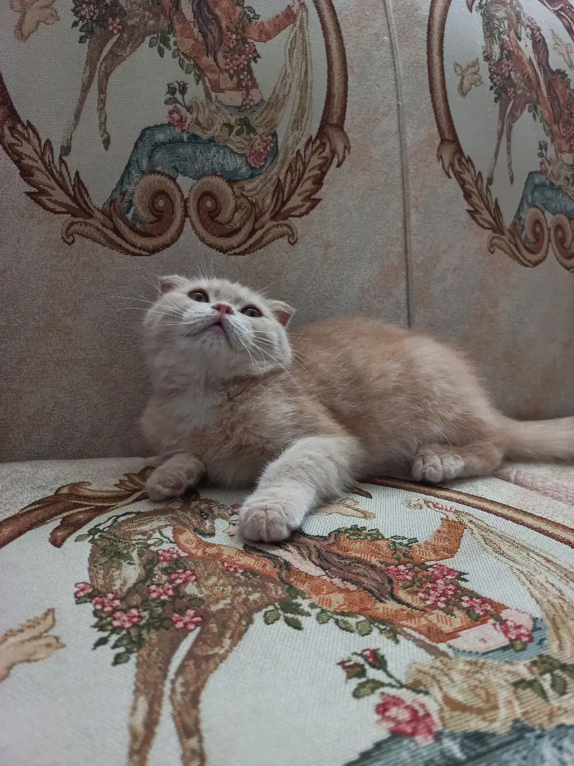 اسکاتیش کاراملی|گربه|تبریز, |دیوار