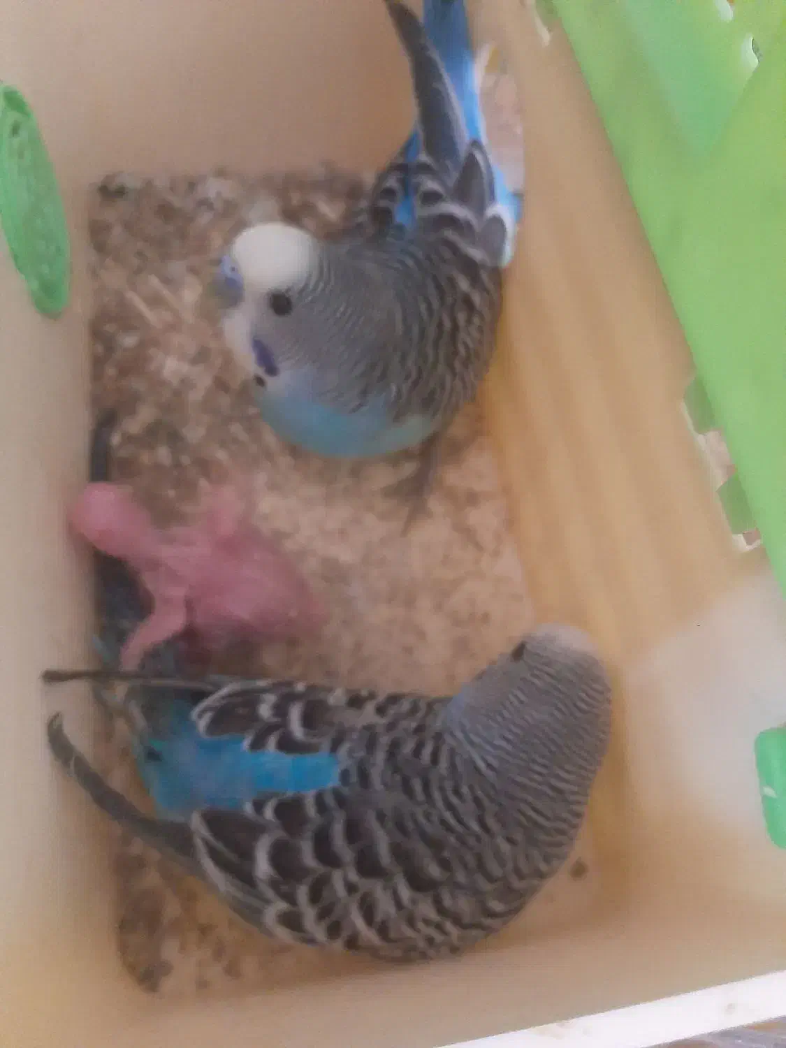 مرغ عشق مولد|پرنده|شوشتر, |دیوار