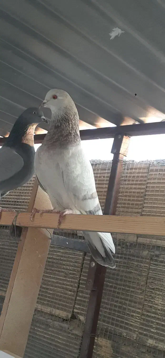 کبوترپرشی تضمینی|پرنده|ابریشم, |دیوار