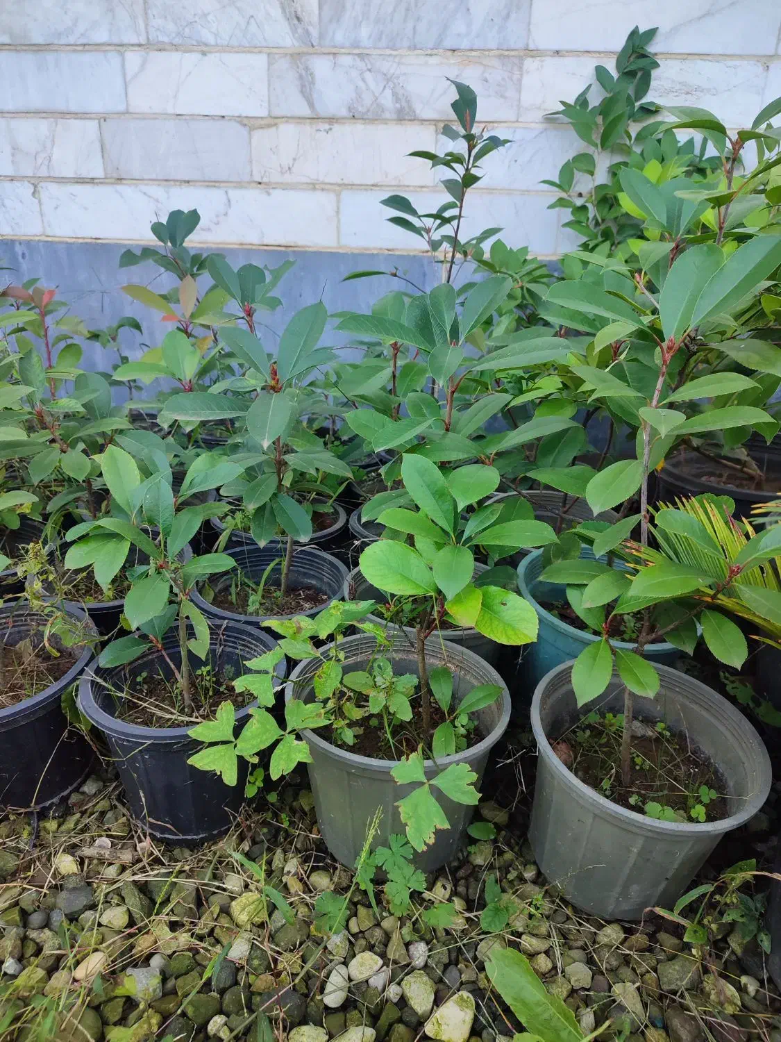 فروش گل و گیاه|خدمات باغبانی و درختکاری|رودسر, |دیوار