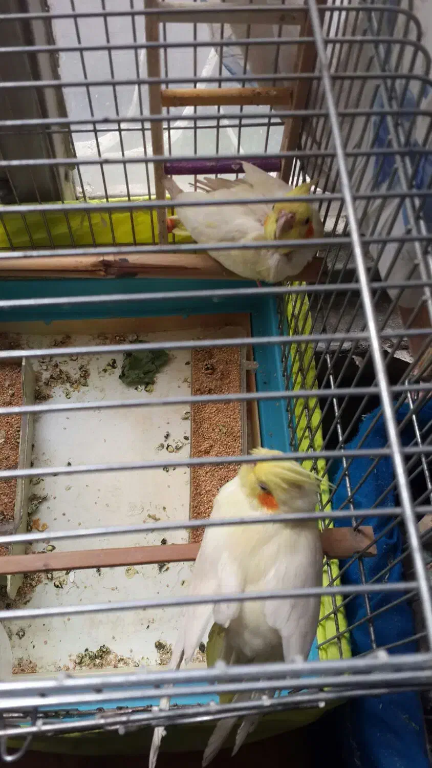 جوجه عروس هلندی|پرنده|تهران, انبار نفت|دیوار