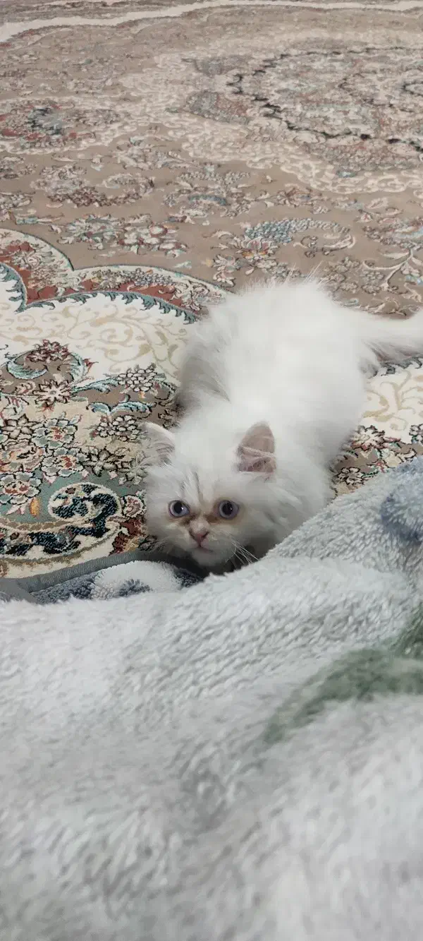 گربه پرشین|گربه|تبریز, |دیوار