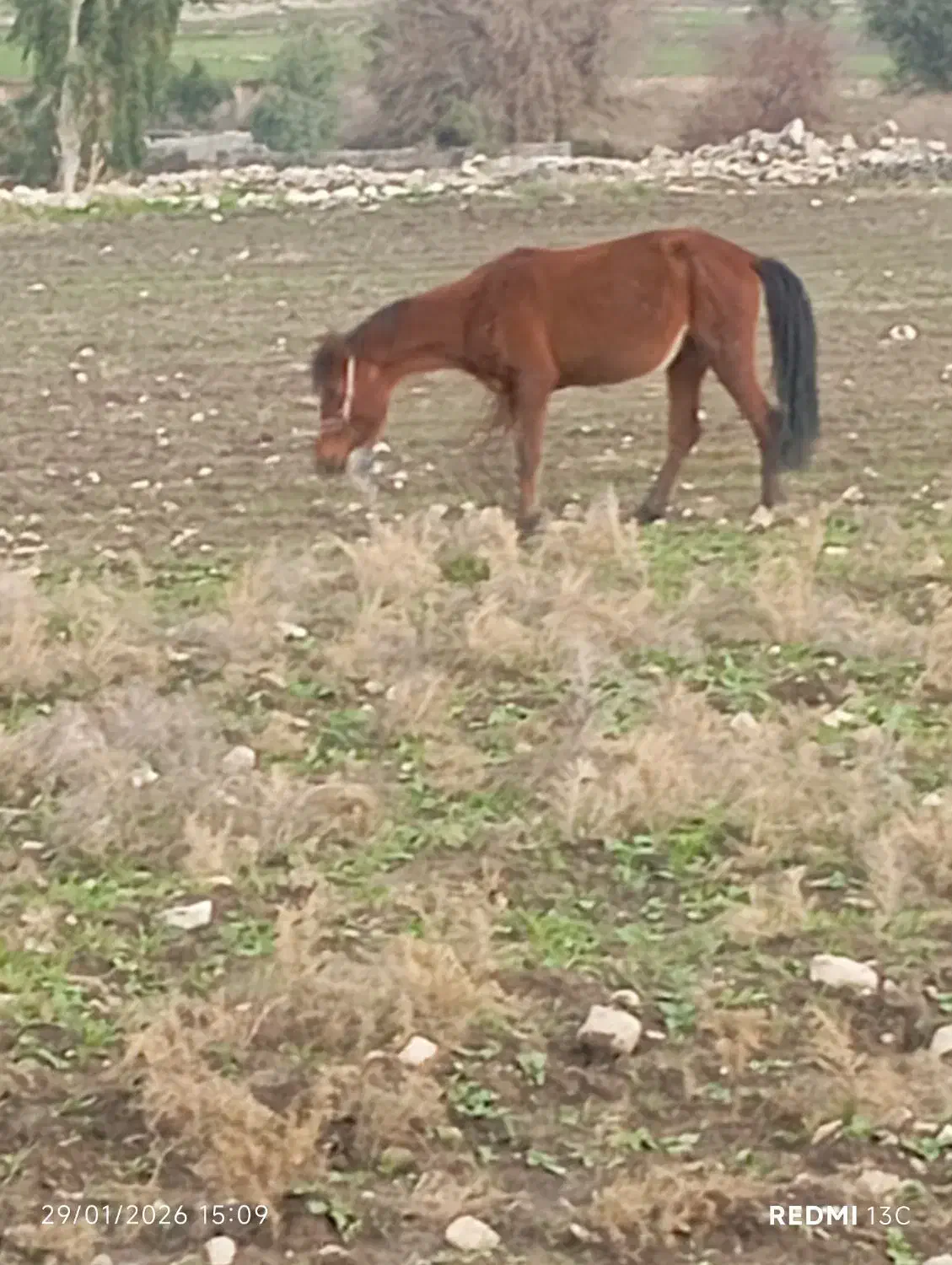 مادیون آبستن|اسب و تجهیزات اسب‌سواری|دهدشت, |دیوار