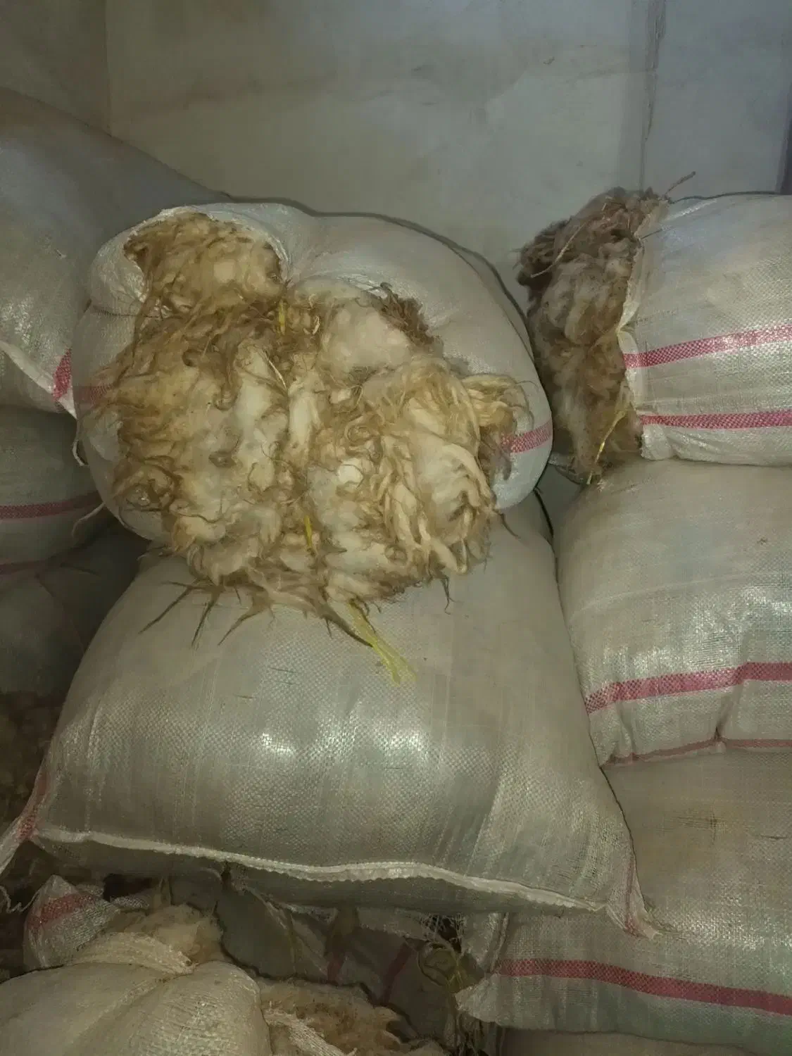 پشم گوسفند سفید اعلای گرمانشاه|رختخواب، بالش، پتو|تبریز, |دیوار