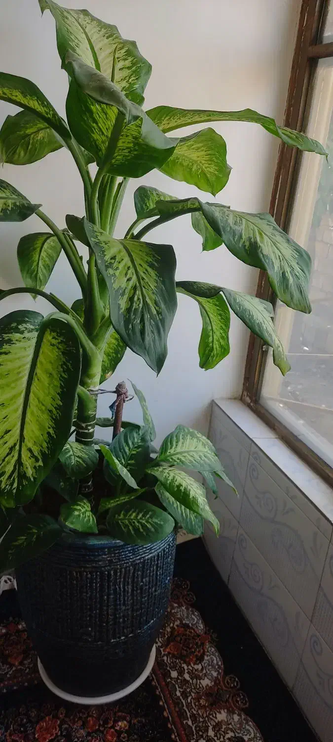 گل دیفن|گل و گیاه طبیعی|بانه, |دیوار