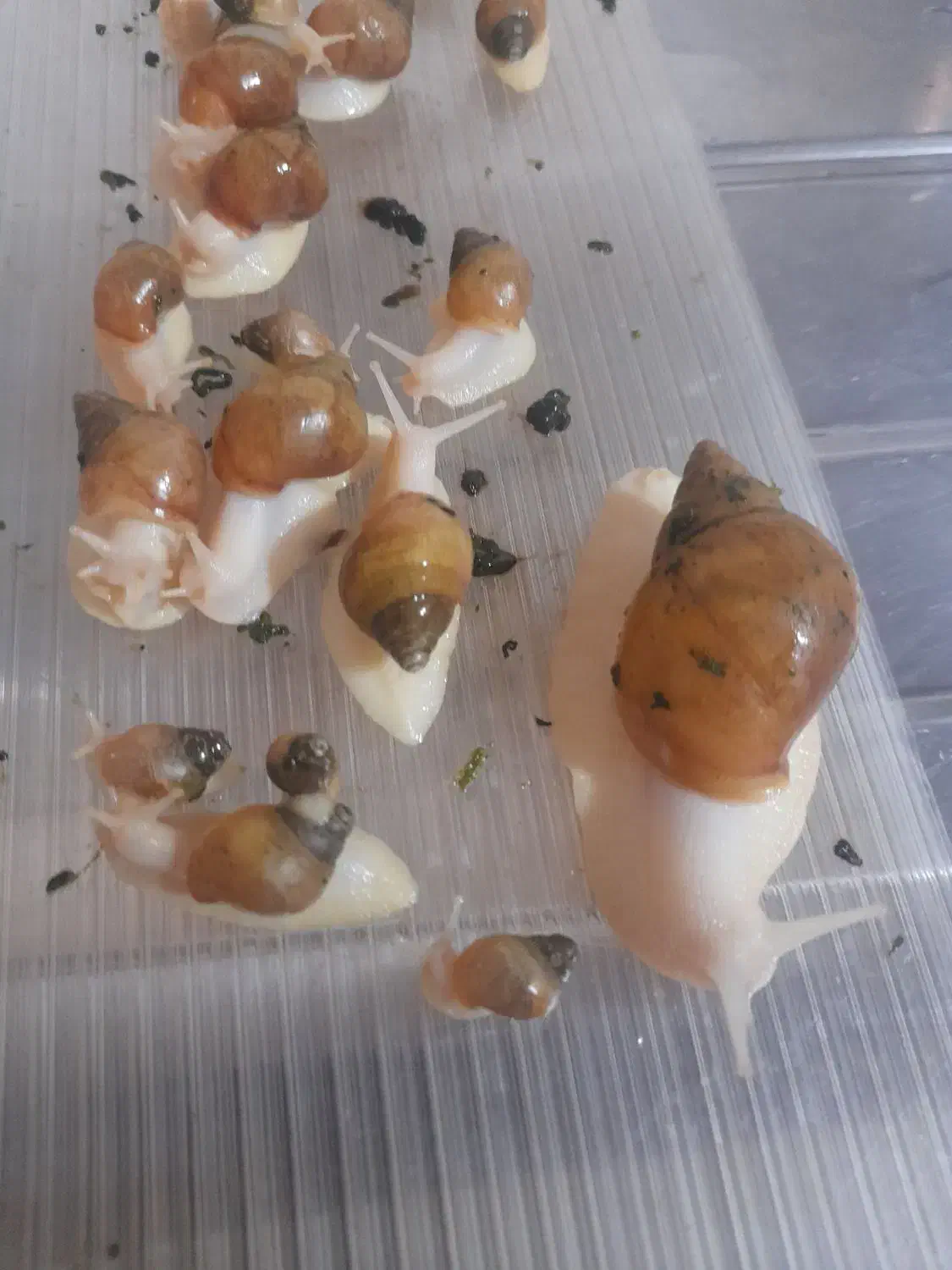 فروش حلزون مولد و بچه حلزون 5ماه و 3ماه|خزنده|الوند, |دیوار