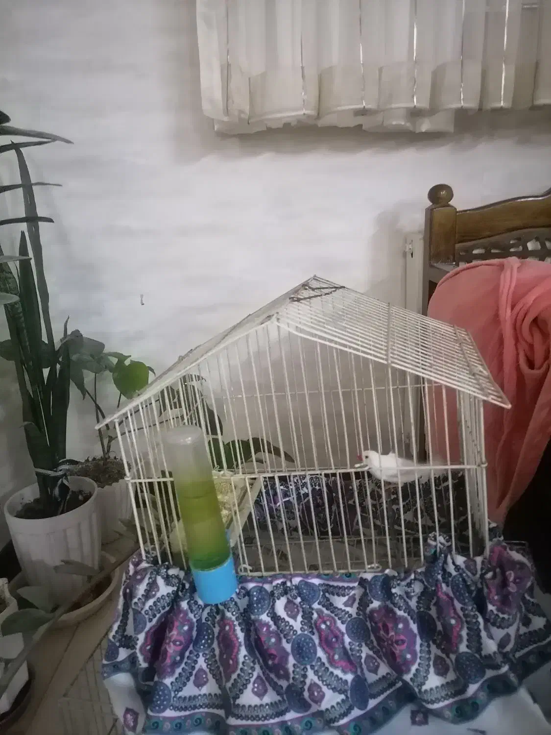 فنچ|پرنده|اصفهان, شهرک کاوه|دیوار