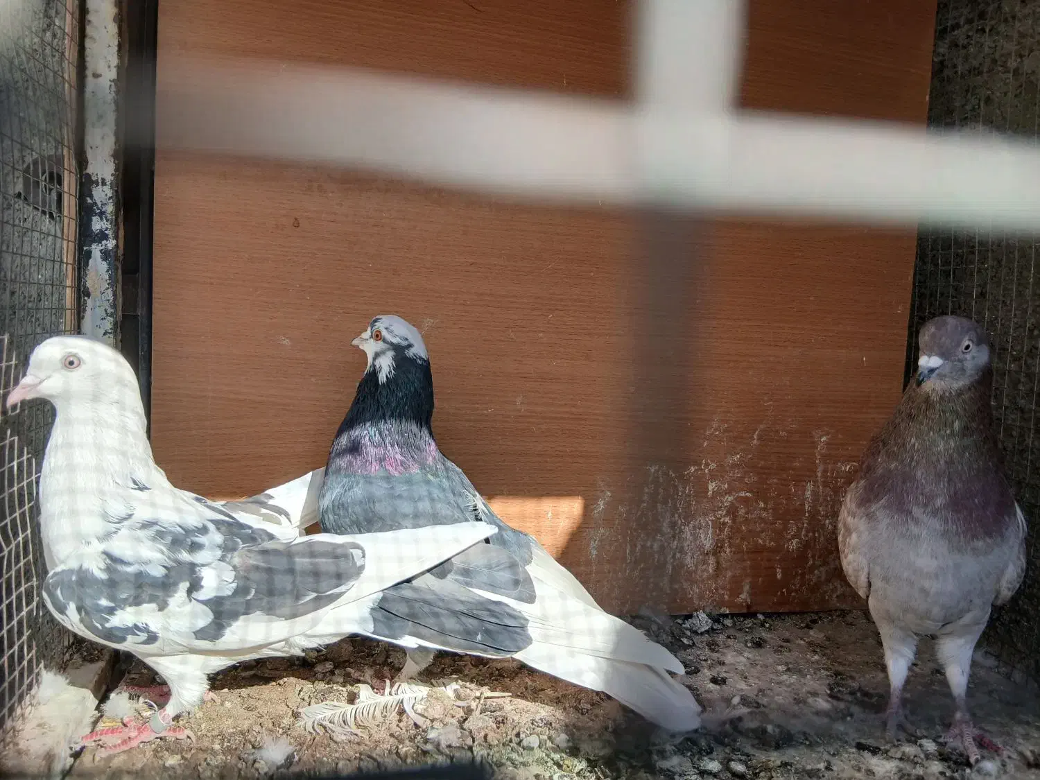 کفتر پرشی تهران|پرنده|رباطکریم, رباطکریم|دیوار