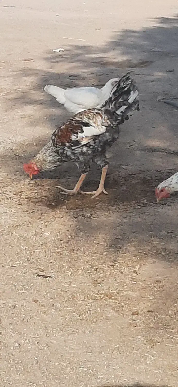 مرغ و خروس فروشی محلی|حیوانات مزرعه|کورین, |دیوار