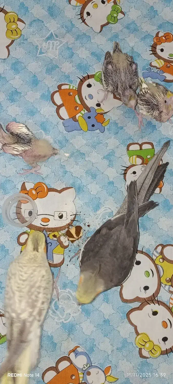 خانواده عروس هلندی|پرنده|تهران, سازمان برنامه جنوبی|دیوار