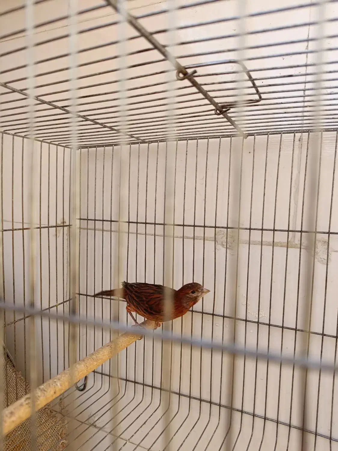 قناری سرخ سوخته  نر|پرنده|صدرا-فارس, فاز ۱|دیوار