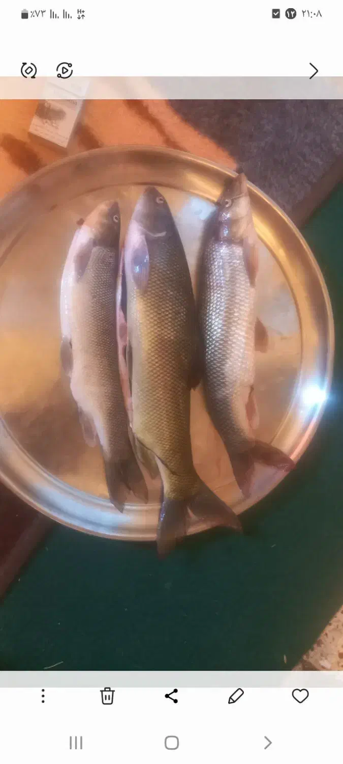 ماهی تازه سید شد کلیوی ۱۷۰|ماهی|پاپی, |دیوار