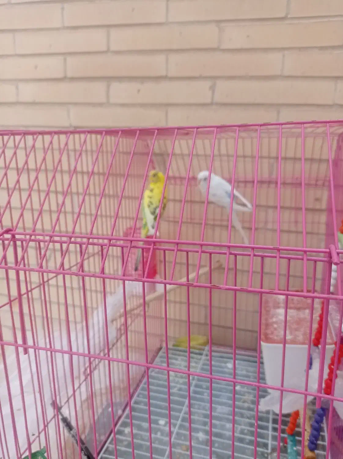 پرنده|پرنده|یزد, |دیوار