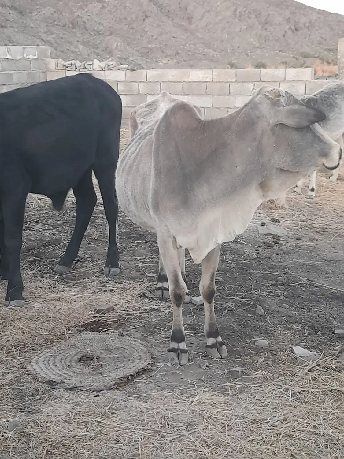 گاو محلی|حیوانات مزرعه|بم پشت, |دیوار