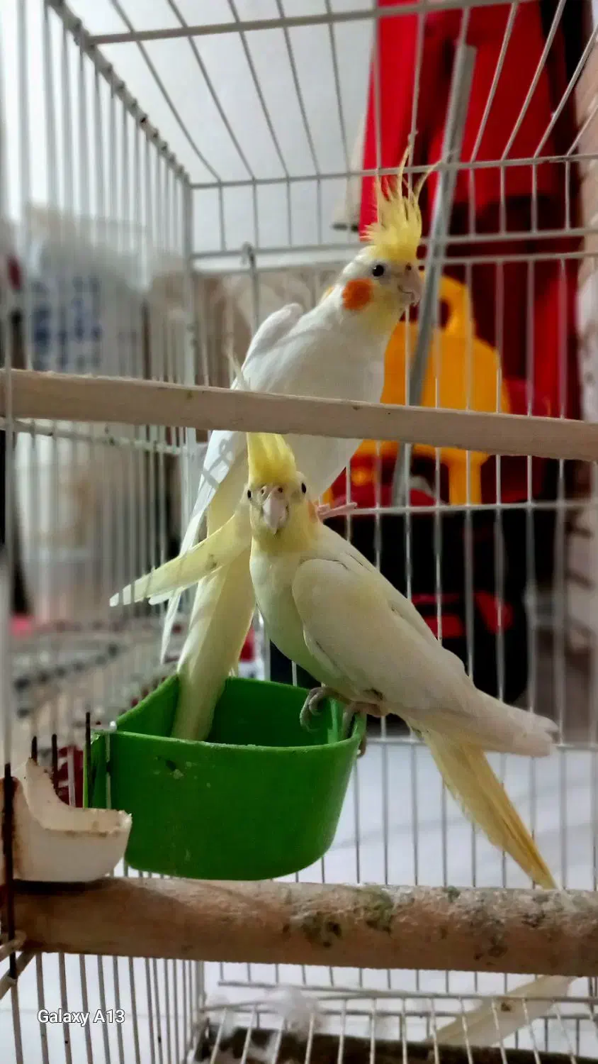 عروس هلند|پرنده|کردکوی, |دیوار