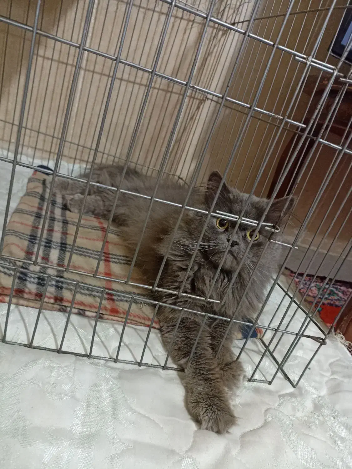 گربه نر بریتیش شورت هیر|گربه|تبریز, |دیوار