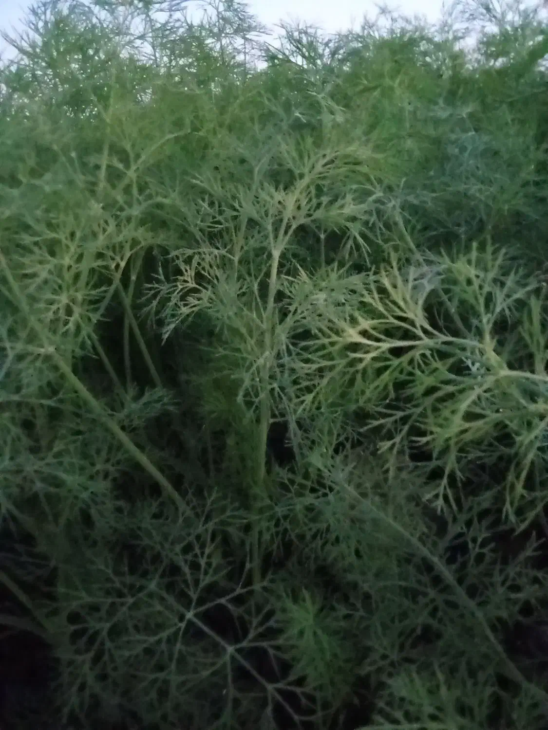 سبزی شوید|خوردنی و آشامیدنی|فاضل آباد, |دیوار