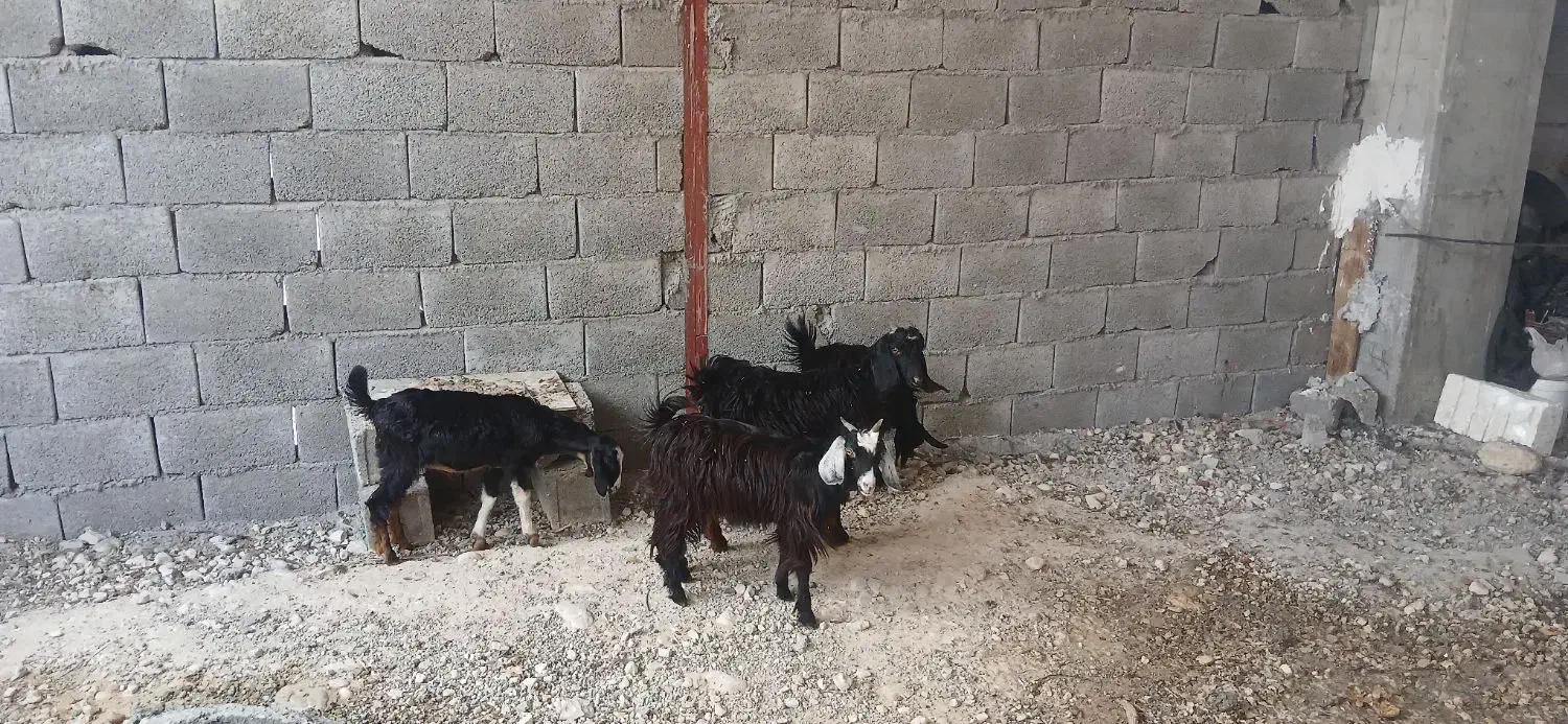 فروش کهره ماده کنگان|حیوانات مزرعه|بندر کنگان, |دیوار