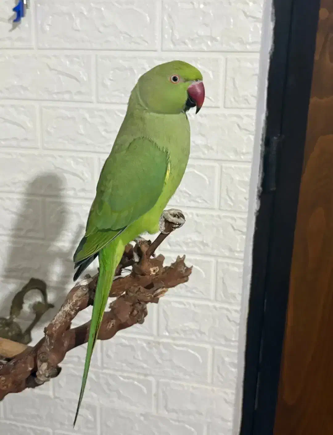 طوطی ملنگو سخنگو|پرنده|شیراز, دلجو|دیوار