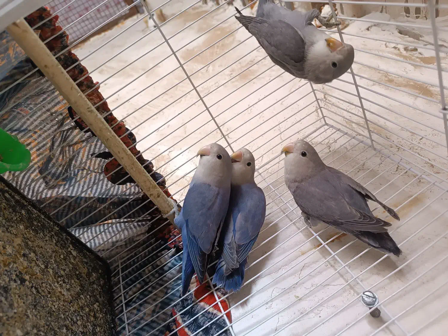 اسباب بازی کوتوله وعروس ‌.خروس لاری|اسباب‌بازی بچه|زابل, |دیوار