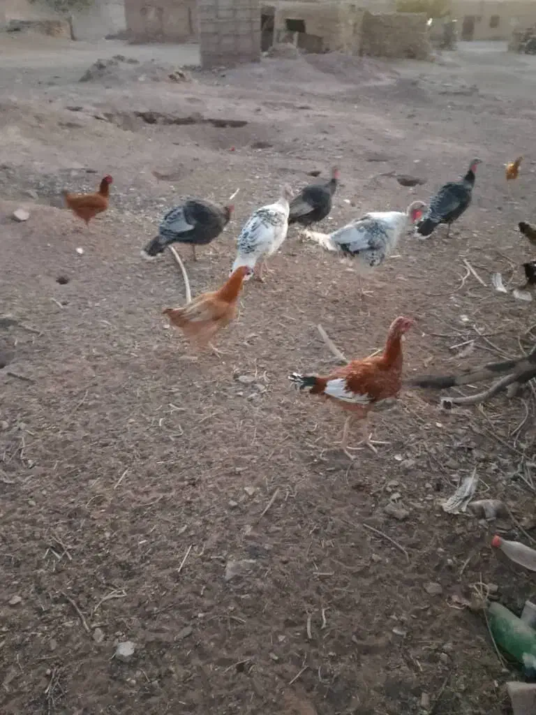 فروش بوقلمون محلی|حیوانات مزرعه|نازیل, |دیوار