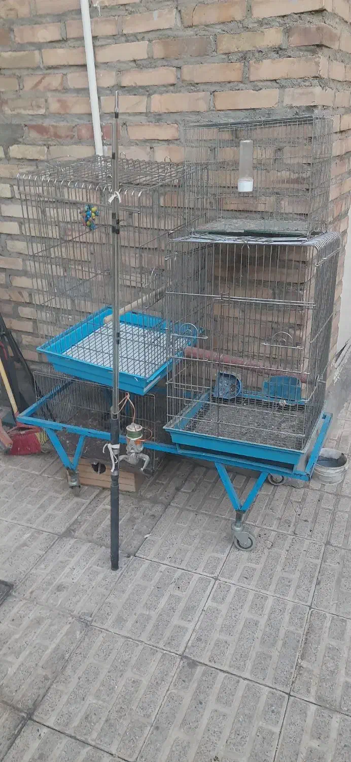۴عدد قفس بزرگ ۸عدد جوجه پران|پرنده|تبریز, |دیوار