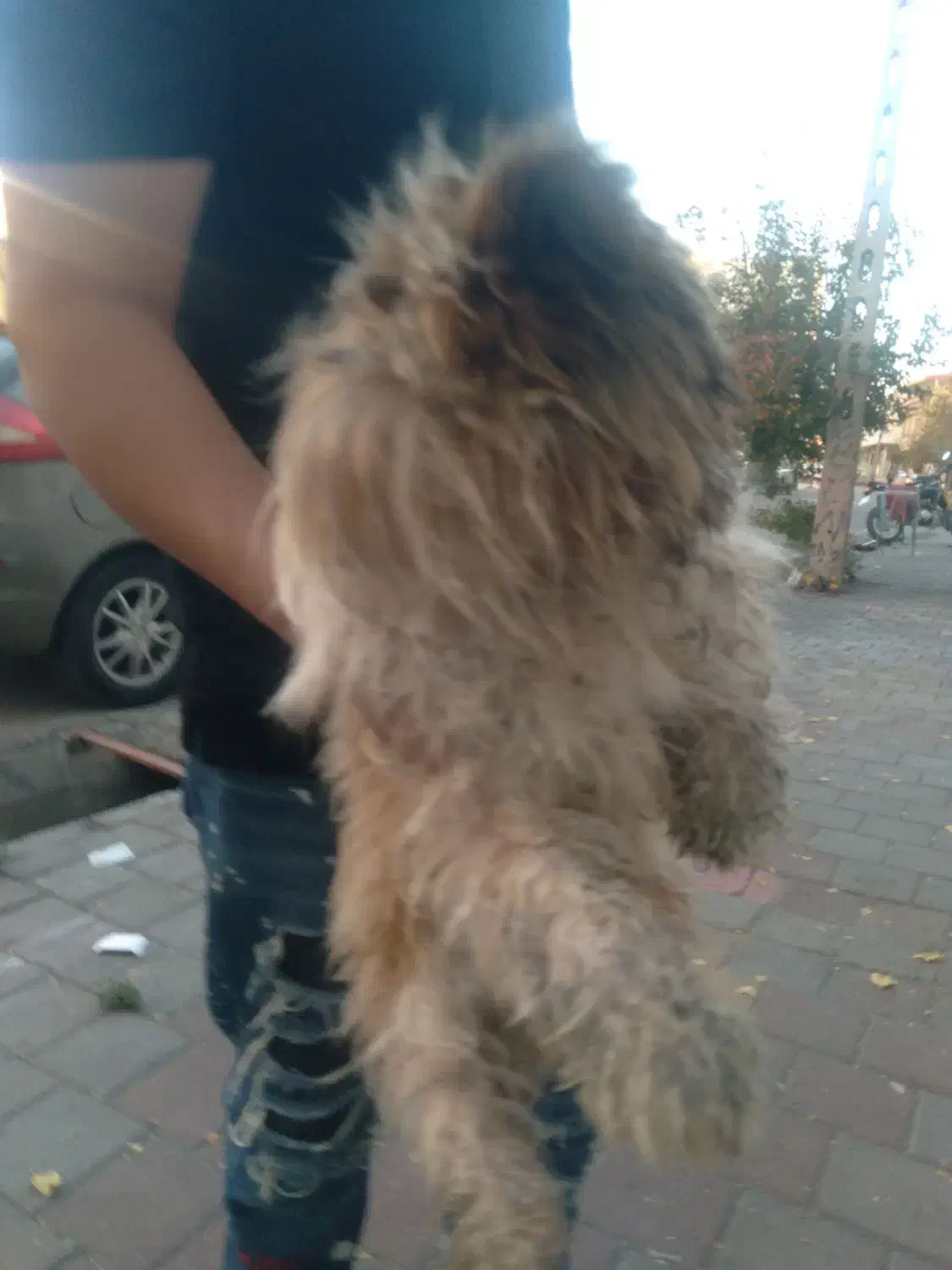 بوبی شیتزو اصل نر ۱۵۰۰تومن|سگ|مشگین شهر, |دیوار