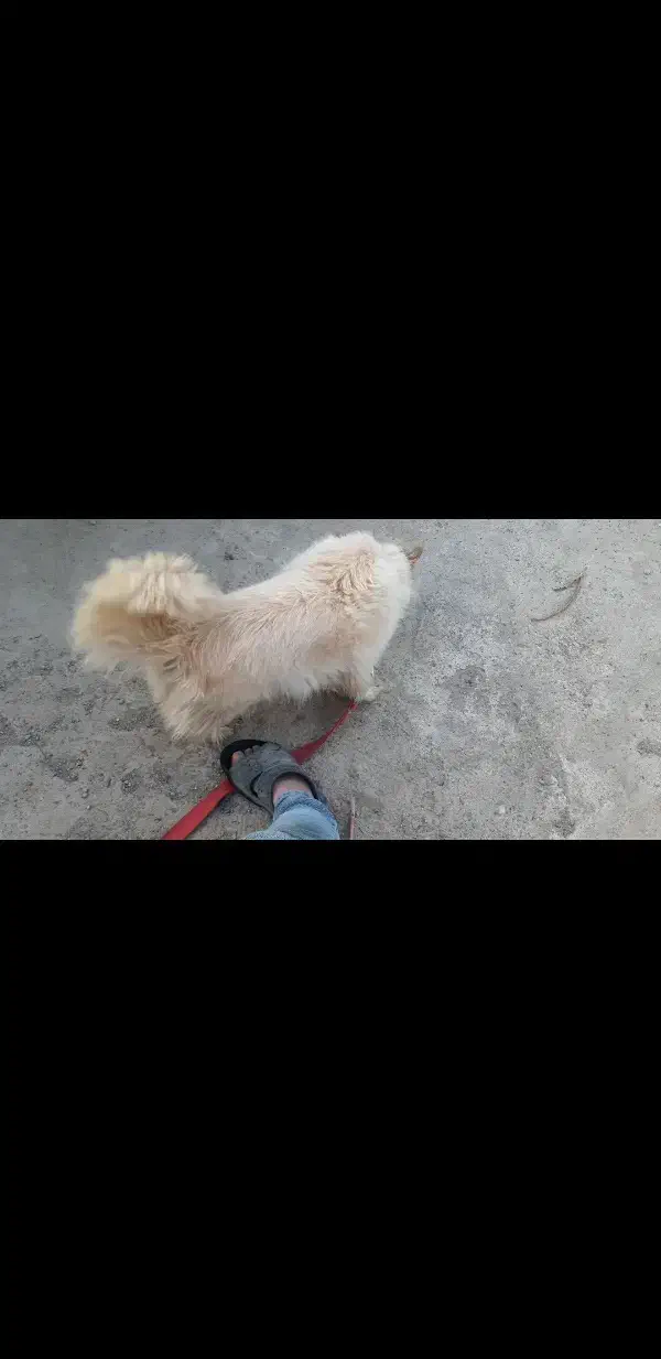 سگ پاکوتاه|سگ|مشهد, الهیه|دیوار