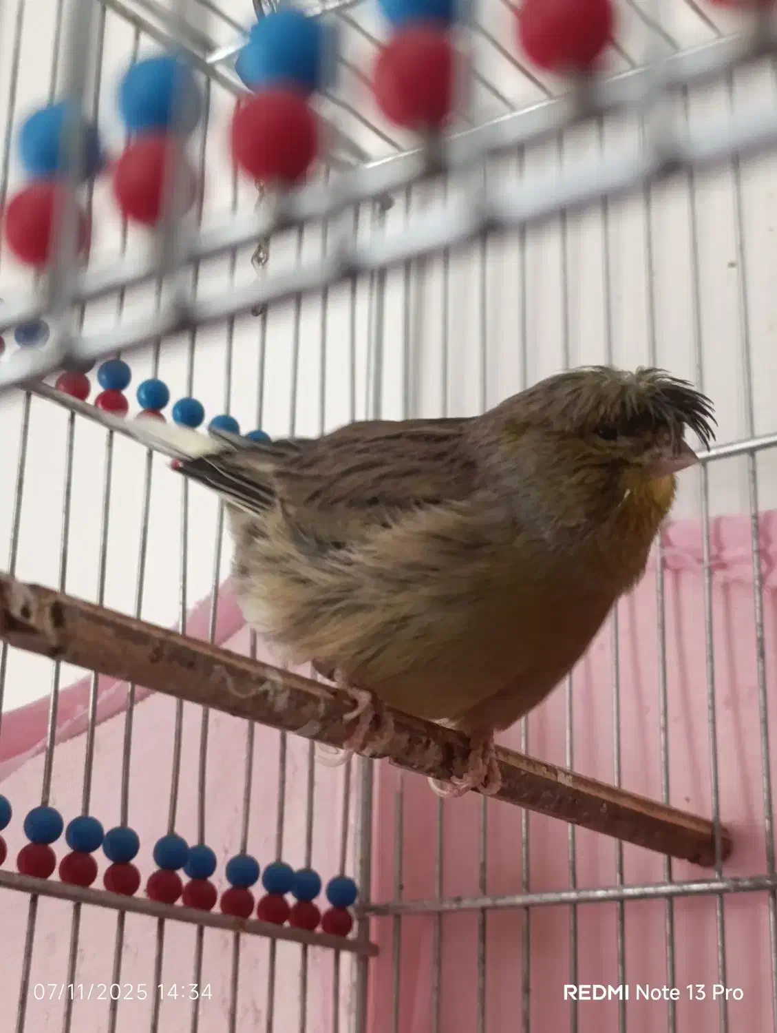 قناری گلاستر.چاقو|پرنده|تهران, مسعودیه|دیوار