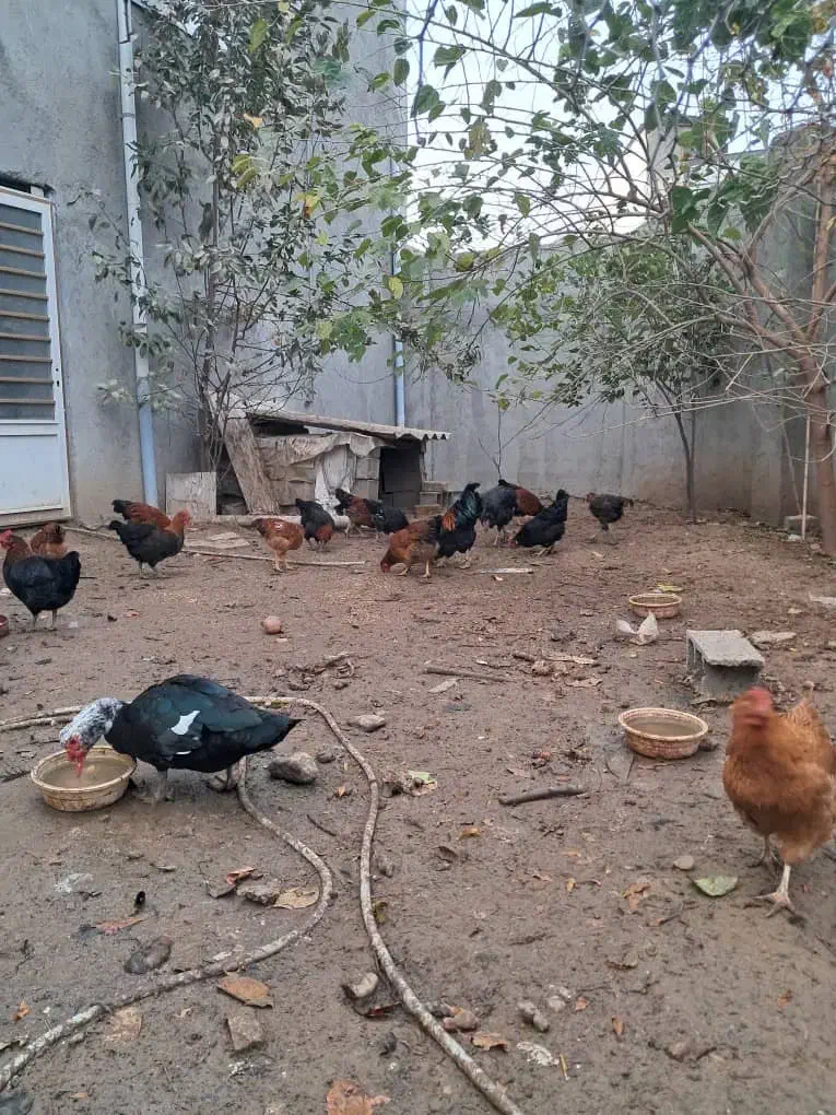 مرغ و خروس محلی|حیوانات مزرعه|گالیکش, |دیوار