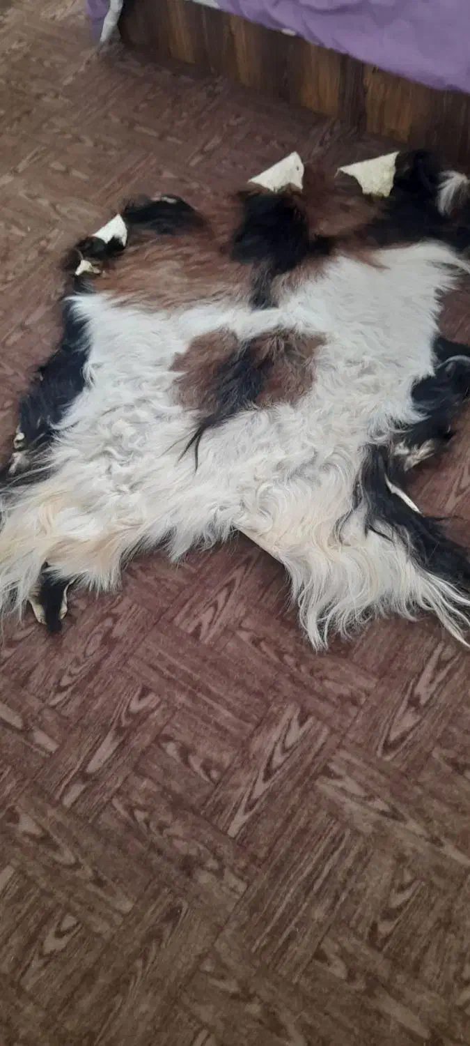 فرش پوست|فرش|ملایر, |دیوار