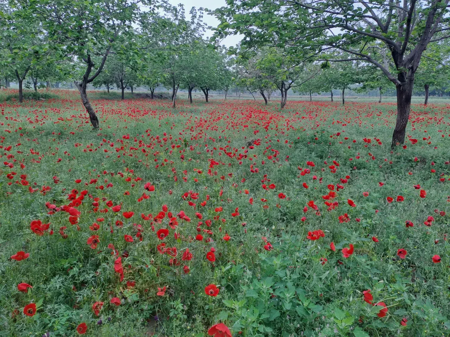 سوییت ویلای اجاره ای در شاندیز|اجارهٔ کوتاهمدت آپارتمان و سوئیت|شاندیز, |دیوار