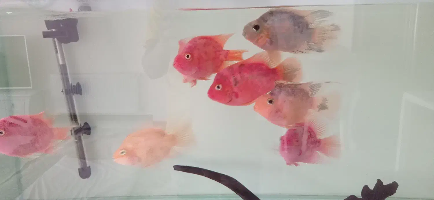 ماهی پرت|ماهی|اصفهان, شهرک کاوه|دیوار