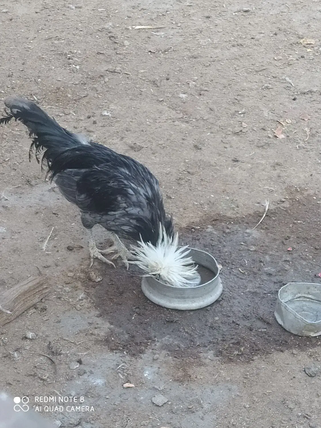 یک عدد خروس لهستانی کاربلد چهارصد|حیوانات مزرعه|آران و بیدگل, |دیوار