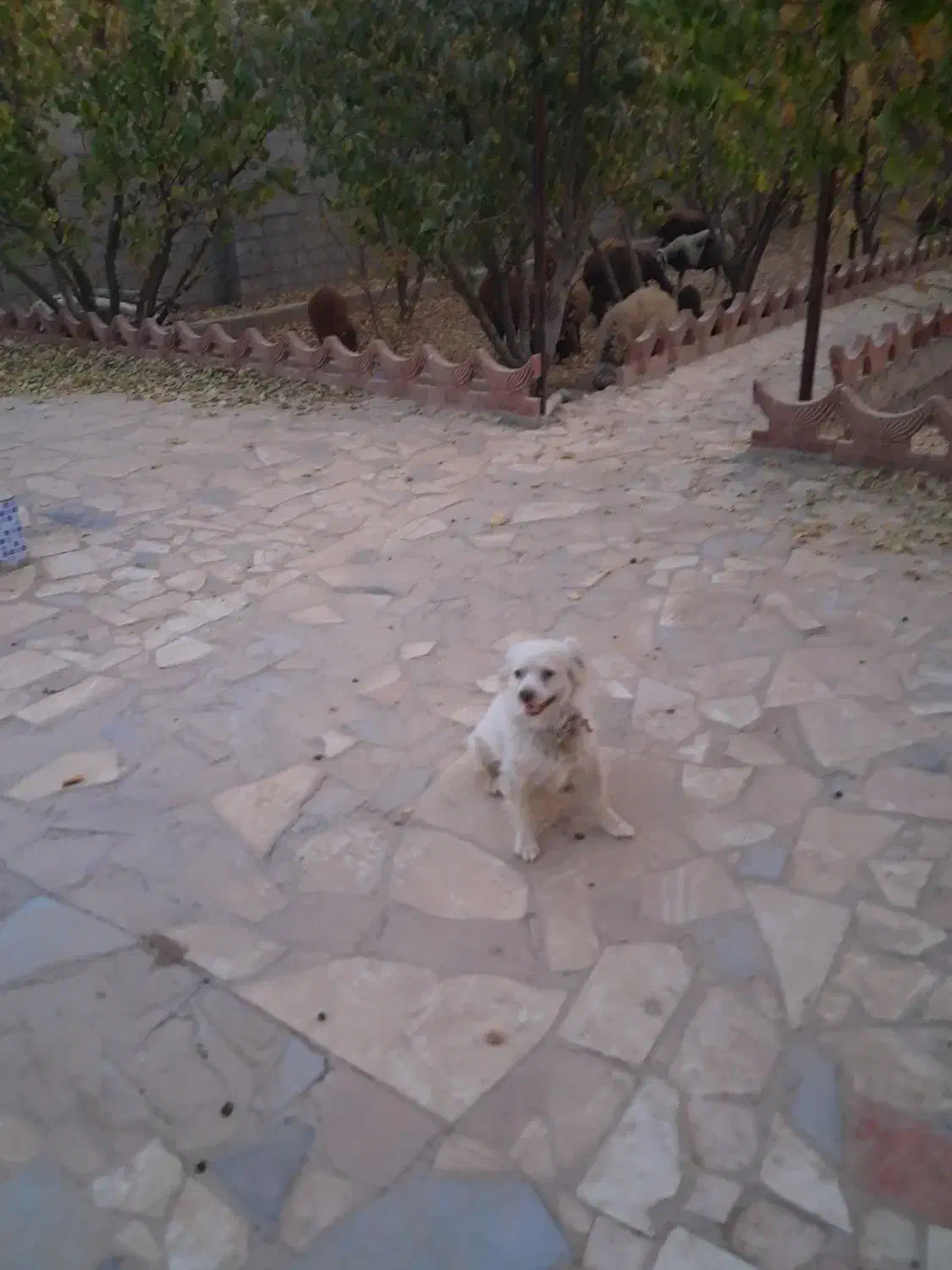 سگ پاپی لوس|سگ|فولادشهر, فولادشهر|دیوار