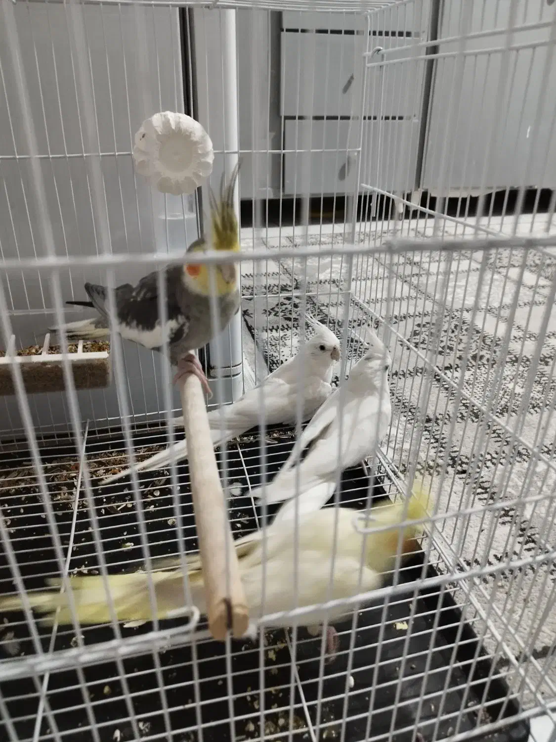 عروس هلندی مولد|پرنده|بندرعباس, |دیوار