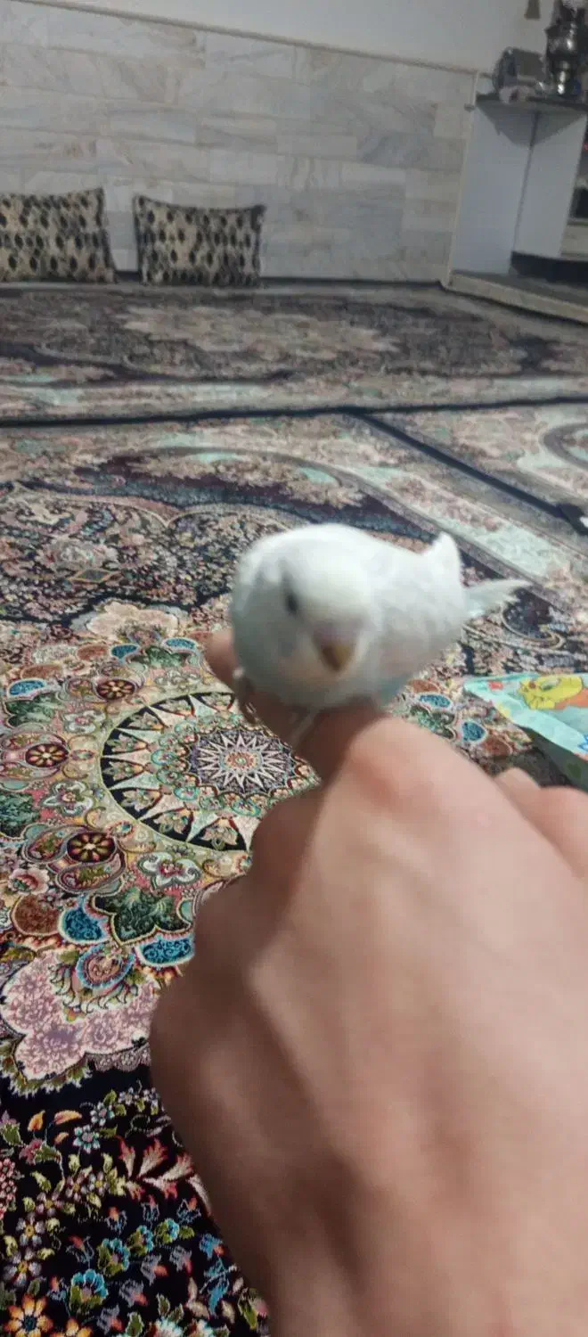 قفس پرنده|پرنده|قم, ولیعصر|دیوار