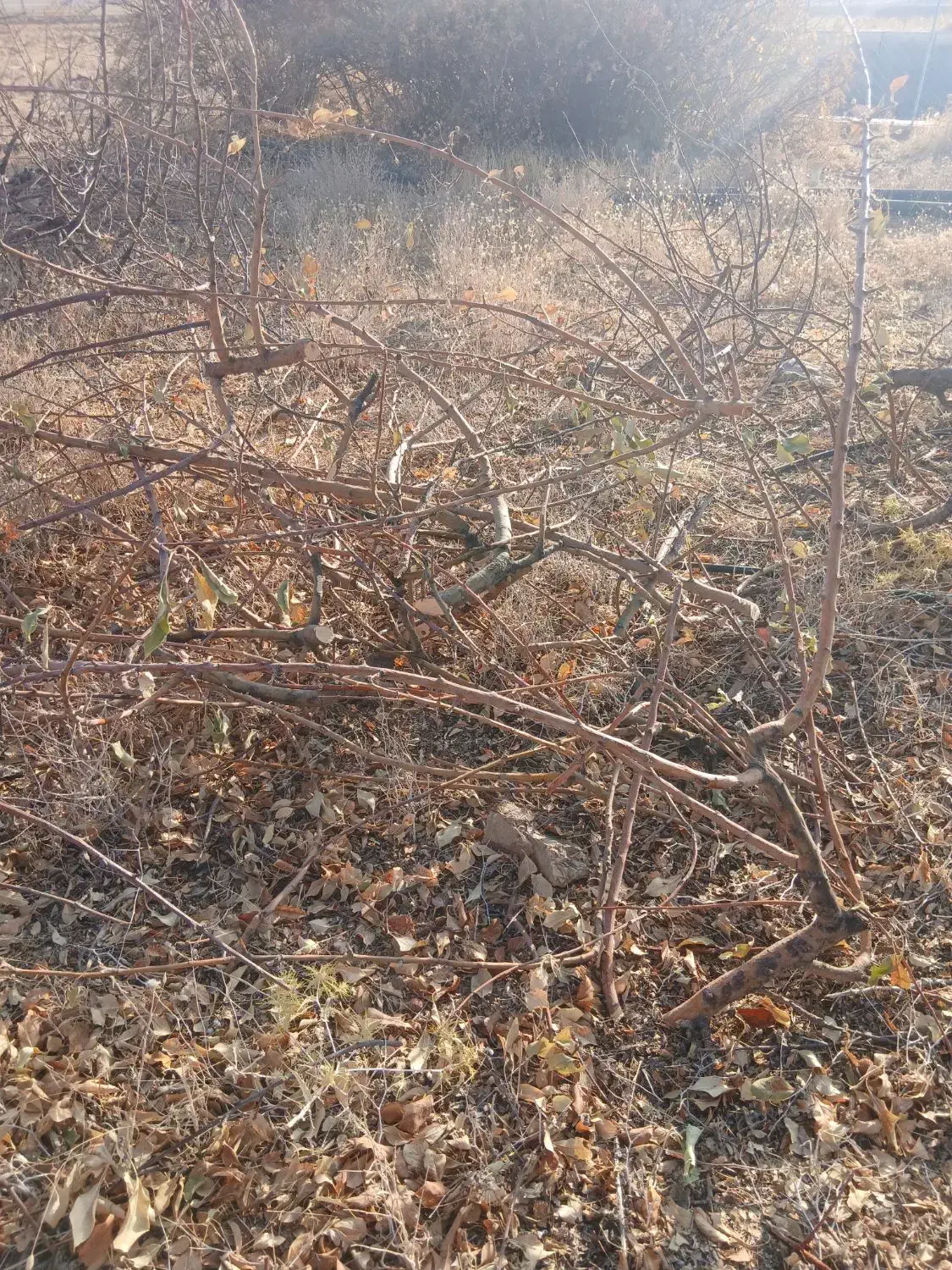 فروش چوب سیب باقیمانده هرس کلی|خدمات باغبانی و درختکاری|شیراز, حومه شیراز|دیوار