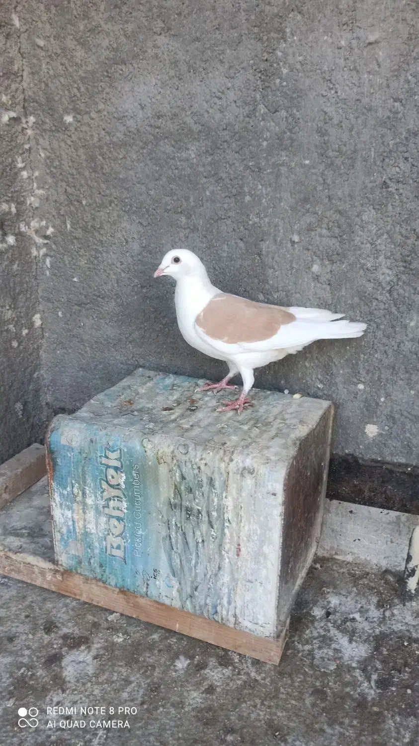 ماده دوکت زرد|پرنده|جهرم, |دیوار