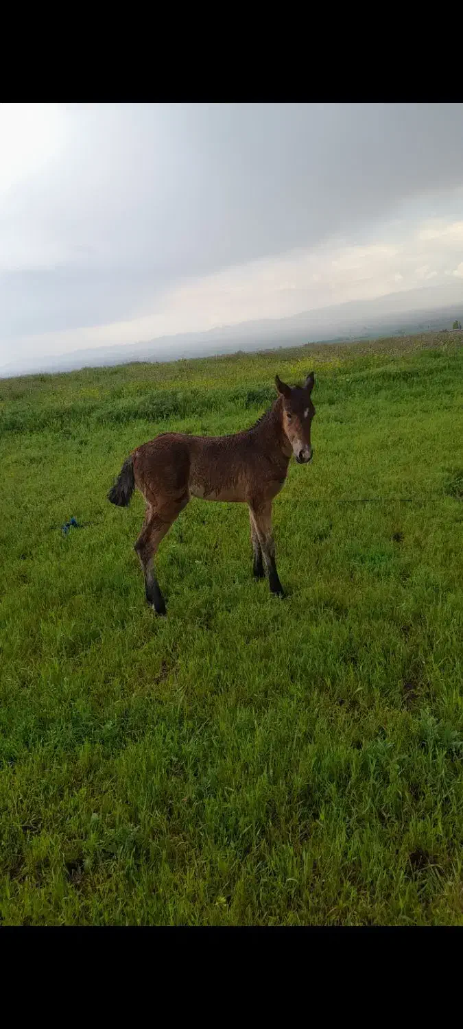 کره مادیان کرد زیبا|اسب و تجهیزات اسبسواری|اردبیل, |دیوار